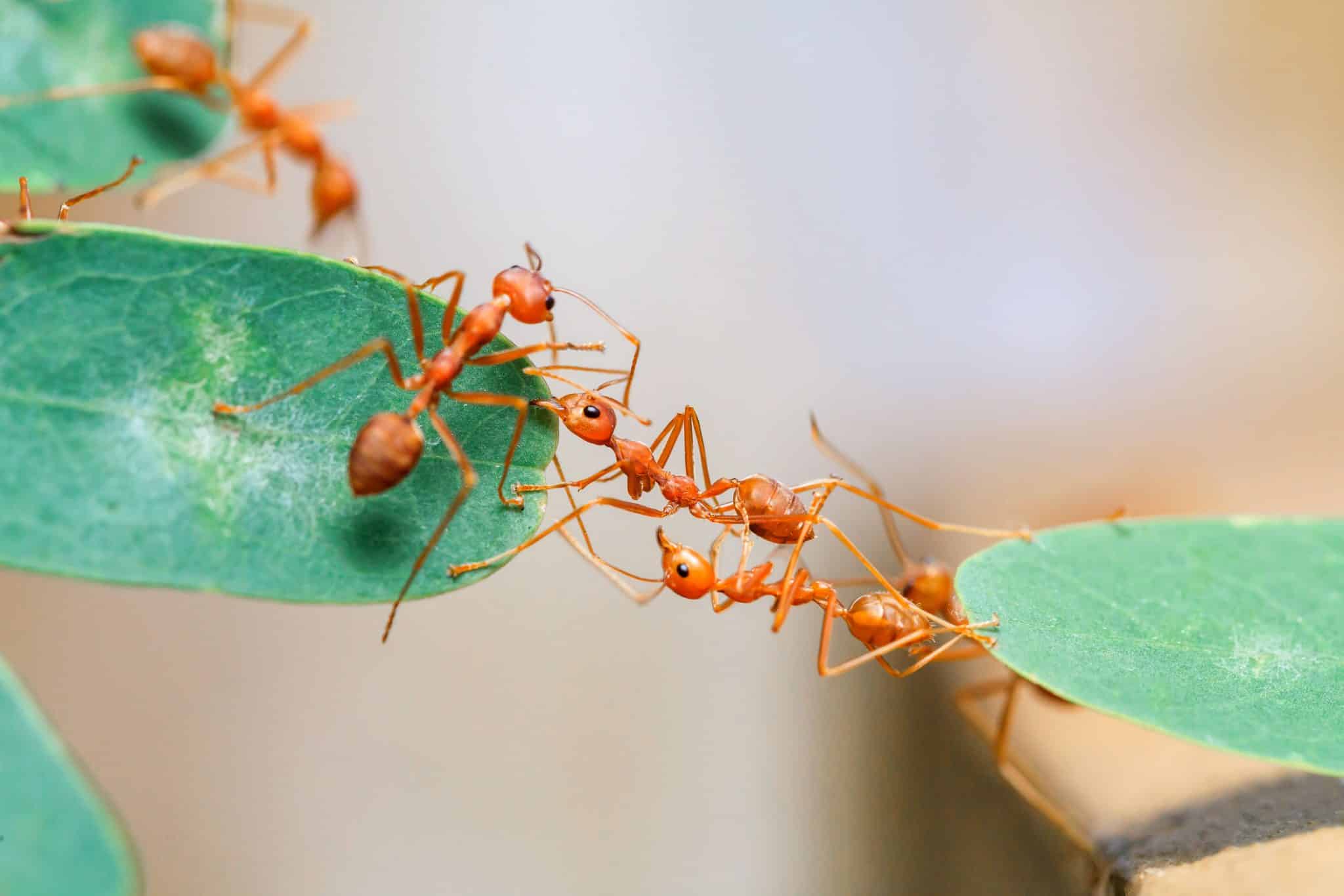 Pequenas Atitudes Geram Grandes Mudanças